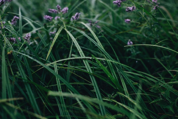 Primer plano sobre la hierba verde con rocío