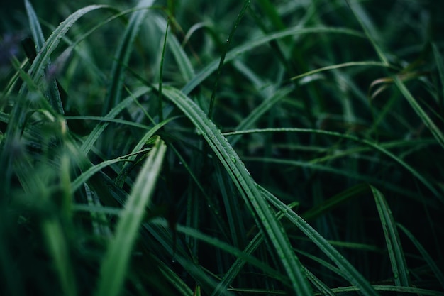 Primer plano sobre la hierba verde con rocío