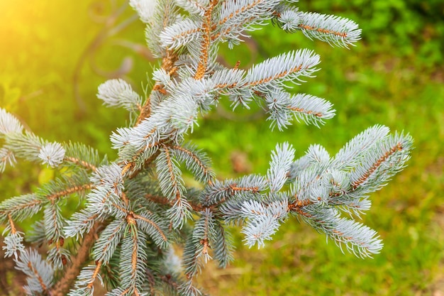 Primer plano sobre una rama de abeto azul con agujas antes de Navidad y Año Nuevo en el jardín