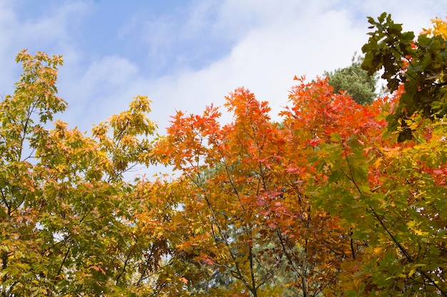 Primer plano sobre ramas de roble con hojas amarillas y rojas contra el cielo azul Fondo de otoño
