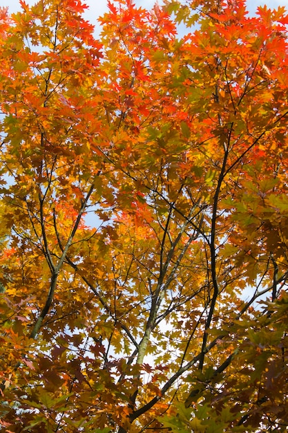 Primer plano sobre ramas de roble con hojas amarillas y rojas contra el cielo azul Fondo de otoño