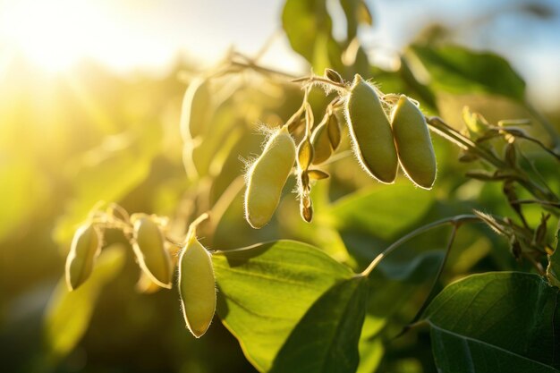 Primer plano de la soja en el campo