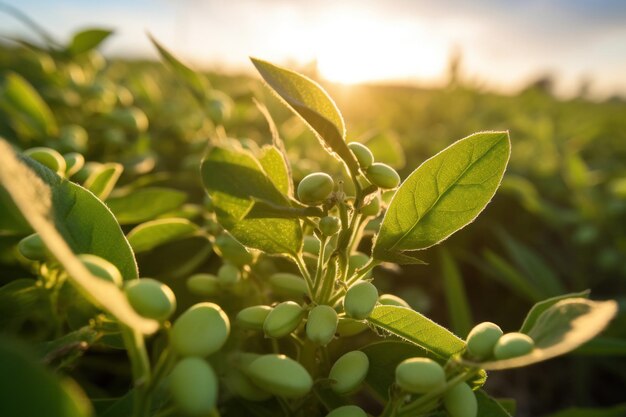 Primer plano de la soja en el campo