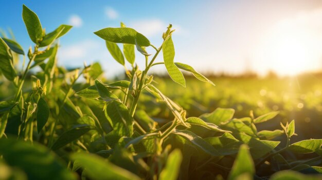 Primer plano de la soja en el campo