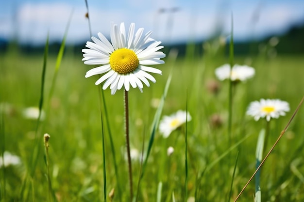 Un primer plano de una sola margarita en un prado en flor