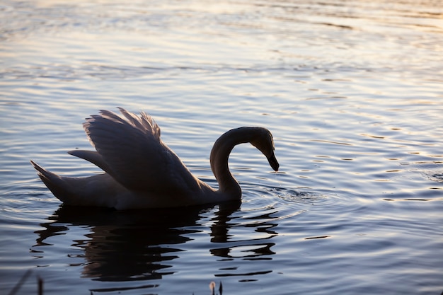 Primer plano solitario cisne blanco hermosas aves acuáticas cisnes en primavera un gran pájaro al atardecer o amanecer en el sol luz naranja y agua