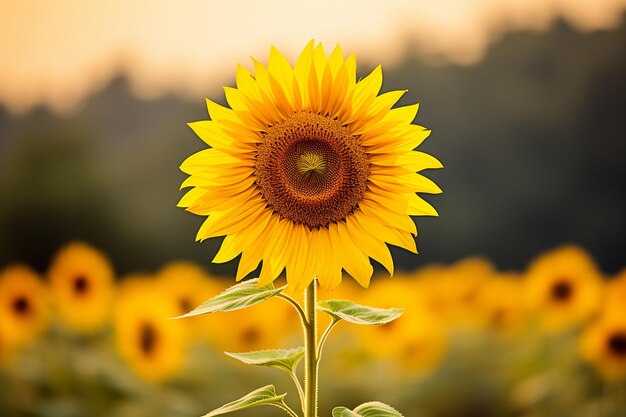 Un primer plano de un solo girasol contra un fondo borroso