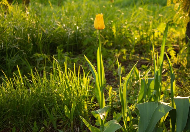 Primer plano de un solo tulipán amarillo sobre un fondo verde Foto de un tulipán al atardecer