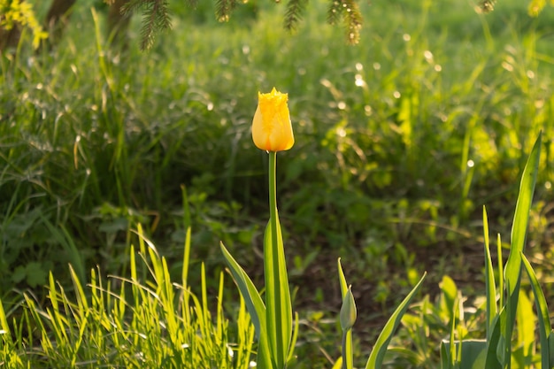 Primer plano de un solo tulipán amarillo sobre un fondo verde Foto de un tulipán al atardecer