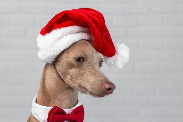 Foto primer plano del sombrero del perro de papá noel durante la navidad