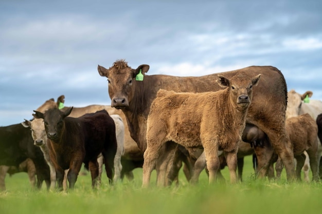 Primer plano de Stud Beef toros y vacas pastando en la hierba en un campo en Australia comiendo heno y razas de ensilado incluyen speckle park murray grey angus brangus y wagyu