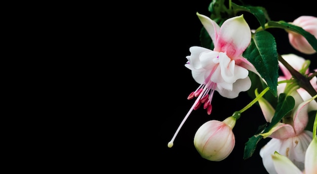 Primer plano de una suave flor de fuchsie rosada contra un fondo negro Copiar el espacio