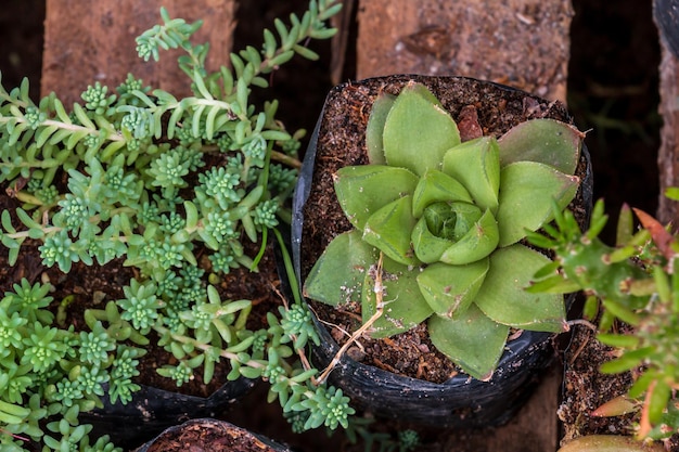 primer plano suculenta estrella azul echeveria planta en recipiente de plástico listo para la venta