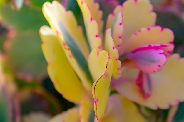 Primer plano suculenta flor amarilla cactus echeveria