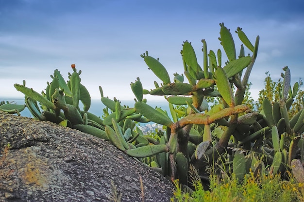 Primer plano de suculentas y hierba silvestre que crece entre rocas en una montaña Cactus que crecen en una roca cerca de Hout Bay en Ciudad del Cabo Plantas indígenas sudafricanas junto al mar en verano