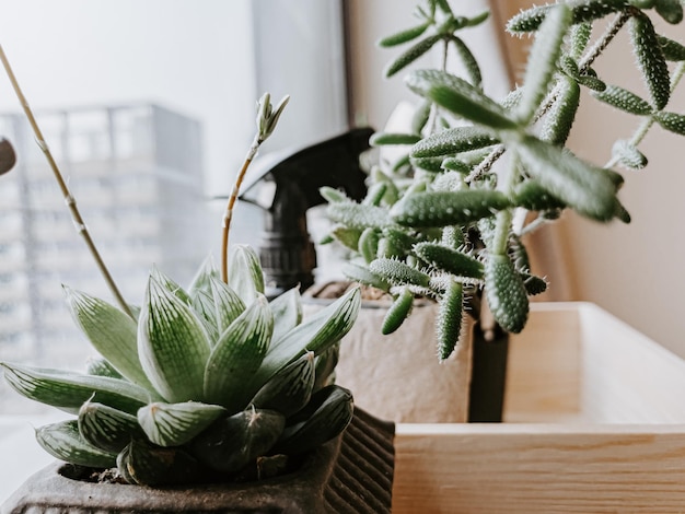 Primer plano de suculentas plantas de interior en una mesa