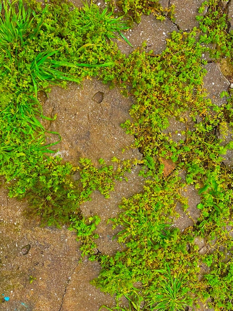 Un primer plano del suelo con hierba y tierra.