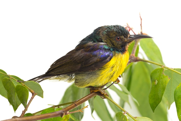 Primer plano de sunbird de garganta marrón