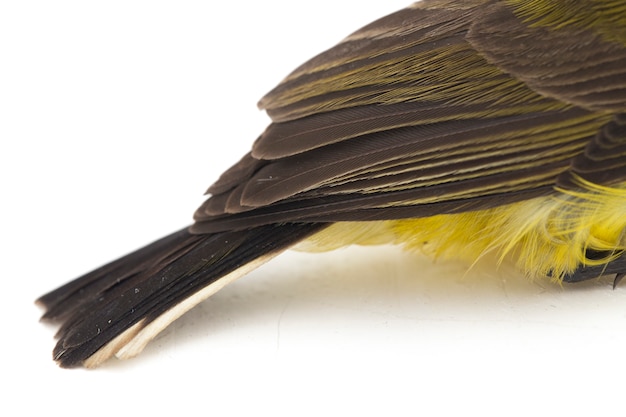 Foto primer plano de sunbird de oliva