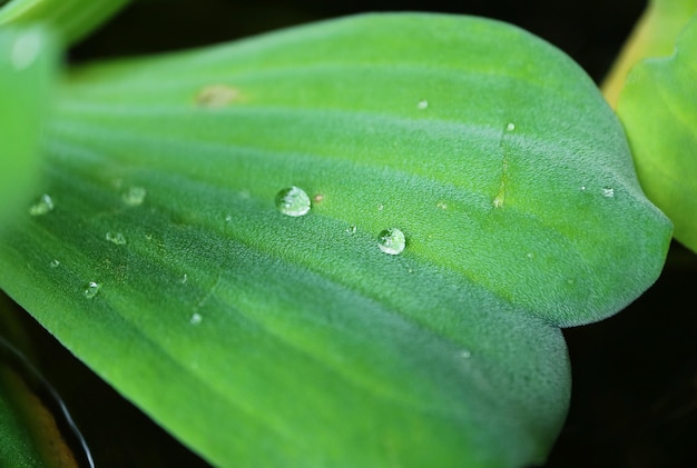 Primer plano de la superficie peluda de la hoja de la col del Nilo o la planta de Pistia con gotas de agua