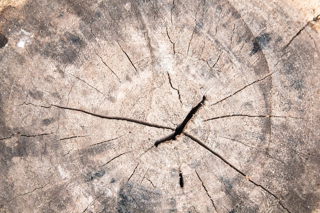 Un primer plano de la superficie del viejo corte de árbol