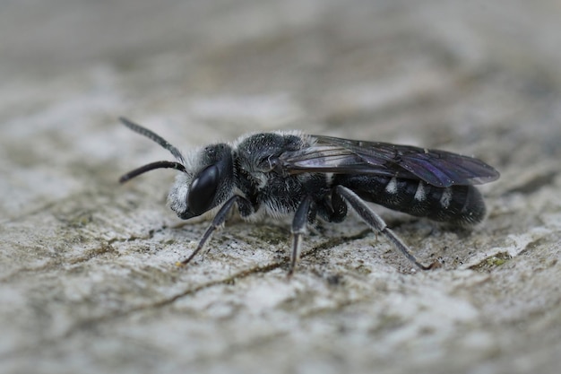Primer plano de un surco oscuro abeja solitaria Lasioglossum en Gard Francia