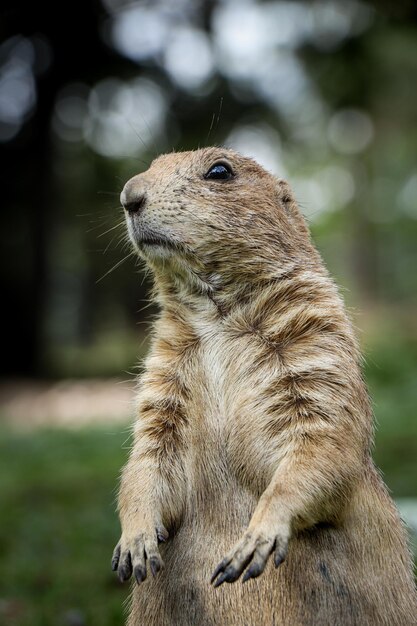 Primer plano de la suricata en el campo