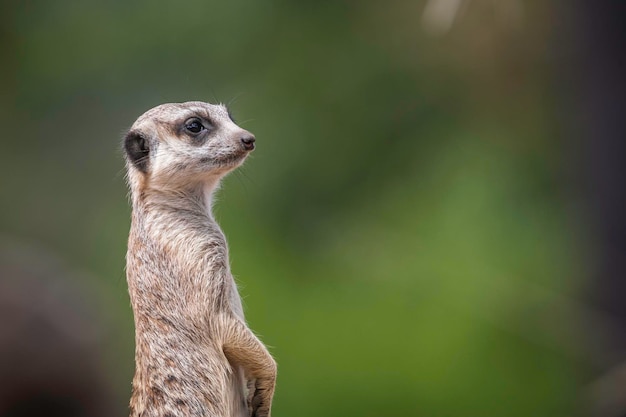 Primer plano de la suricata mirando hacia otro lado mientras está de pie al aire libre