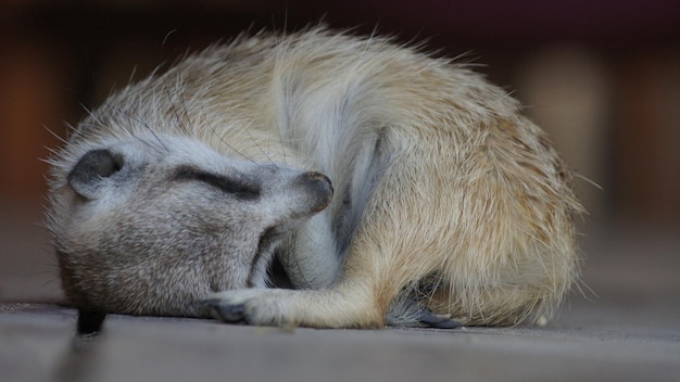 Primer plano de un suricata relajándose en el zoológico