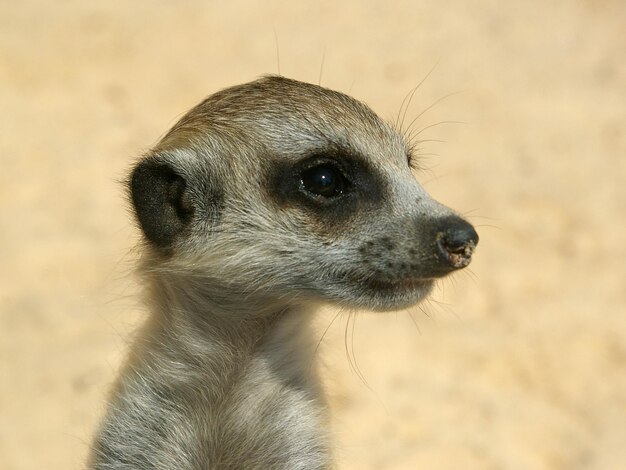 Primer plano de la suricata