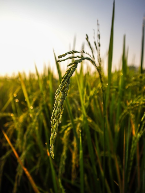 Primer plano de los tallos en el campo contra el cielo durante la puesta de sol