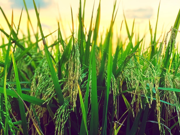 Foto primer plano de los tallos en el campo contra el cielo