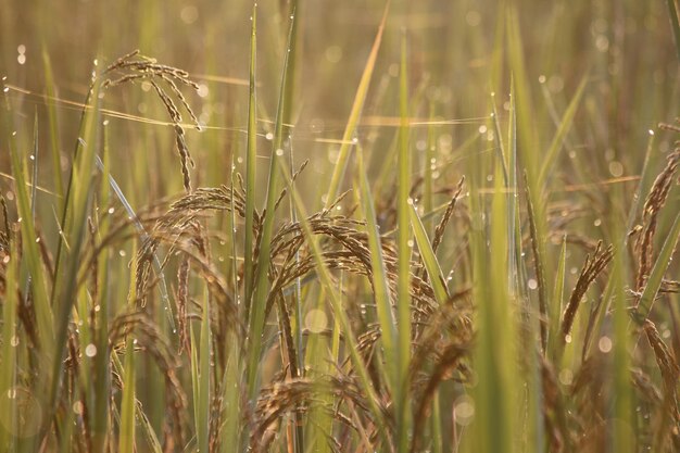 Primer plano de los tallos en el campo