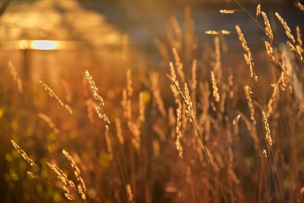 Foto primer plano de los tallos en el campo