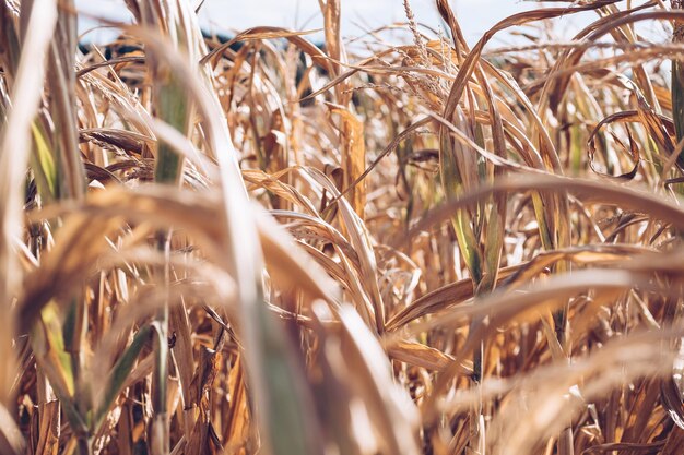 Foto primer plano de los tallos en el campo