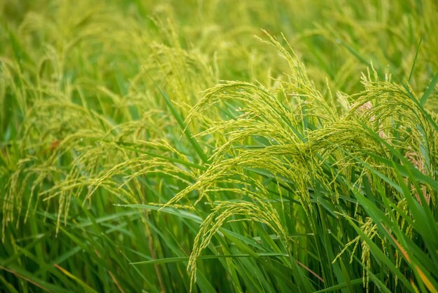 Foto primer plano de los tallos en el campo