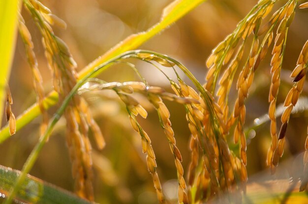 Foto primer plano de los tallos en el campo