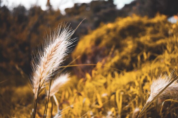 Foto primer plano de los tallos en el campo