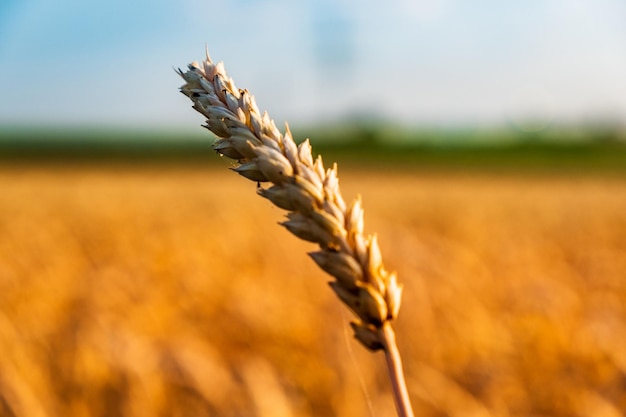 Foto primer plano de los tallos en el campo