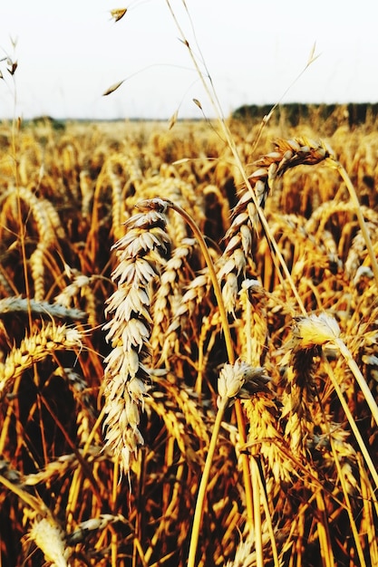 Foto primer plano de los tallos en el campo