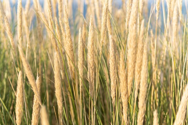 Primer plano de los tallos en el campo