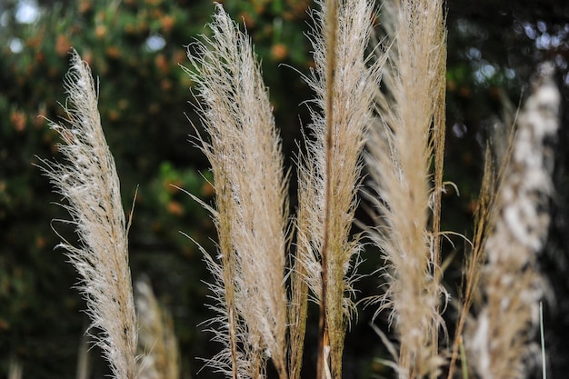 Foto primer plano de los tallos en el campo