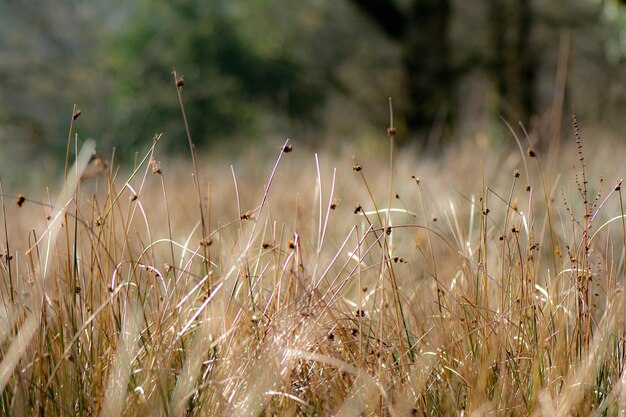 Foto primer plano de los tallos en el campo