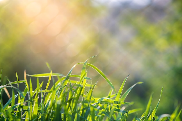 Primer plano de tallos de hierba verde sobre césped de verano.