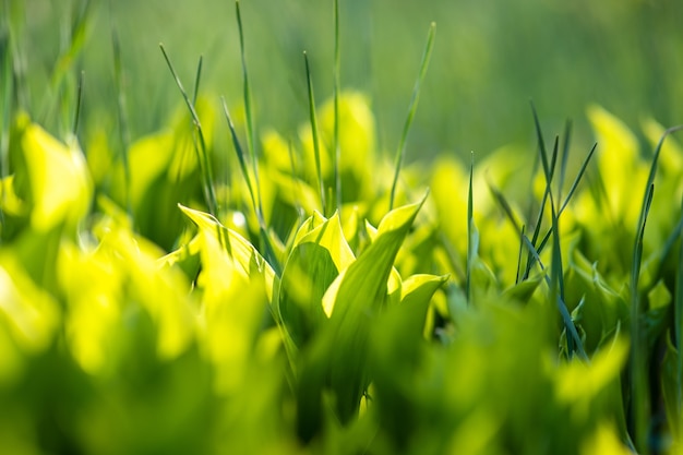 Primer plano de tallos de hierba verde sobre césped de verano.