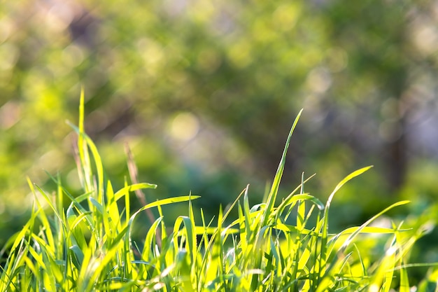 Primer plano de tallos de hierba verde sobre césped de verano.