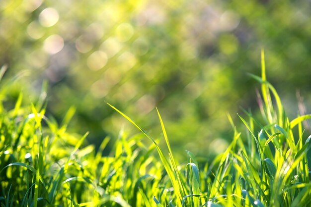 Primer plano de tallos de hierba verde sobre césped de verano.