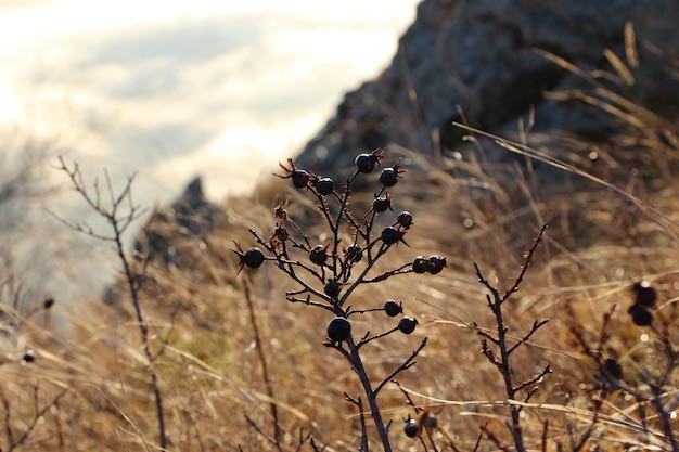 Primer plano de tallos secos y bayas sobre una roca contra el cielo naranja al amanecer en las montañas