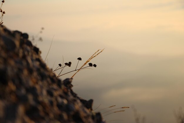 Primer plano de tallos secos y flores sobre una roca contra un fondo de cielo naranja al amanecer en las montañas