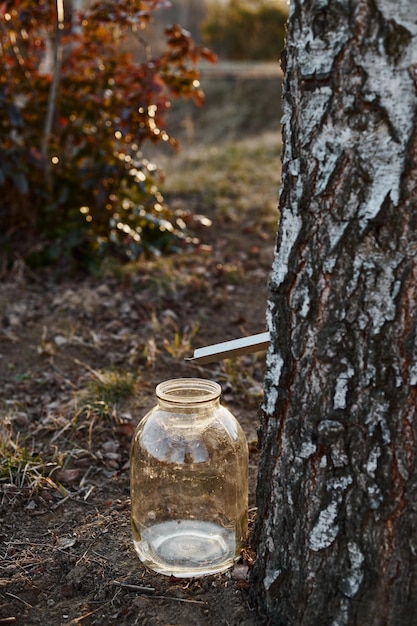 Primer plano de un tarro de savia de abedul cerca de un árbol de abedul al atardecer